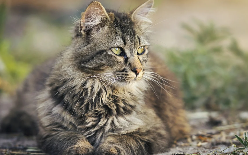 how to help your senior cat lose weight