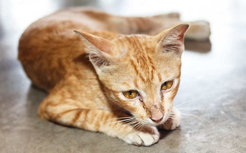 how to make your senior cat lose weight
